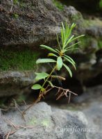 mladý rojovník, široké spodní listy
